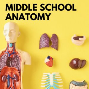 Reproductive + Sexual Anatomy for Middle School