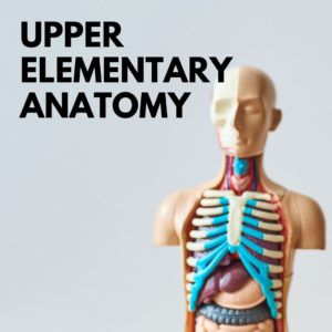 Reproductive + Sexual Anatomy for Upper Elementary School