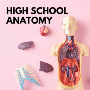 Reproductive + Sexual Anatomy for High School