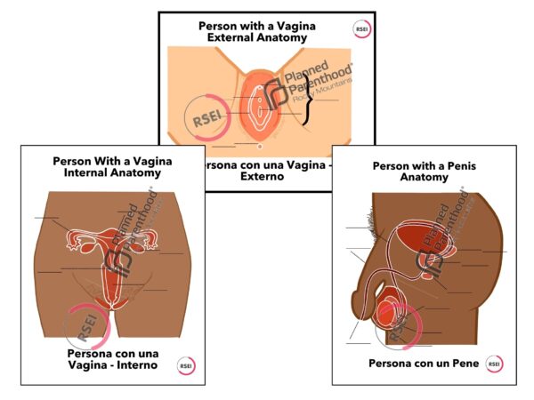 Anatomy Posters + Labels - Image 2